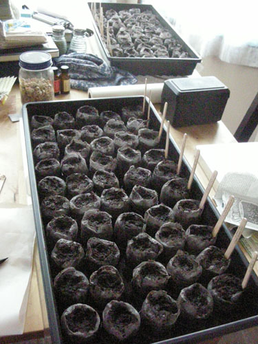 Sowed seeds