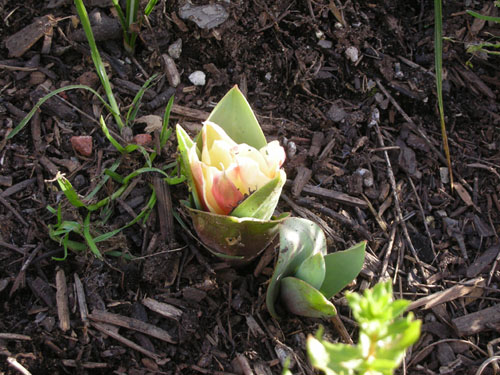 Darwin tulip