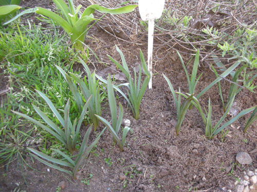 Tulipa clusiana Lady Jane