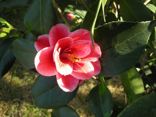 Camellia Tama Peacock