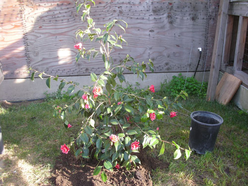 Camellia planted in the driveway bed