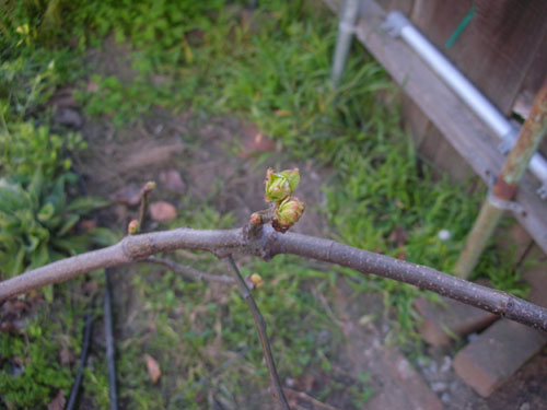 Buds on the quince
