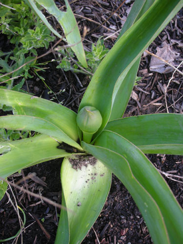 Allium schubertii