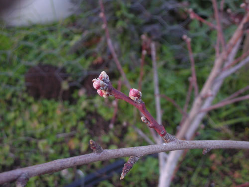 Nectarine bud