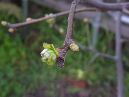 Quince bud