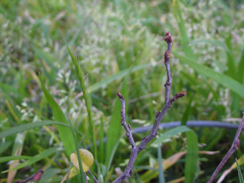 Cercis occidentalis