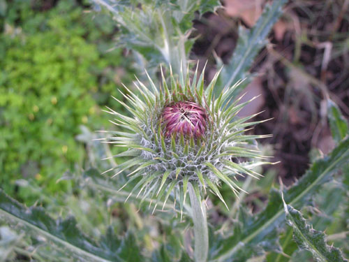 Cobweb thistle