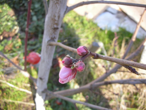 Nectarine flower