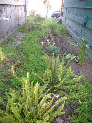 Fern Walk weeding work