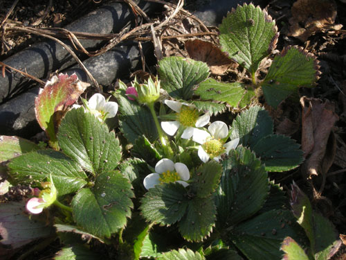 Strawberry blossoms