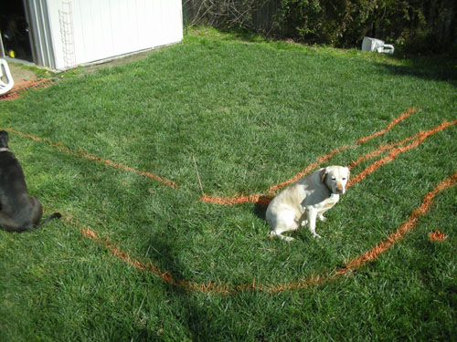 Path with dogs