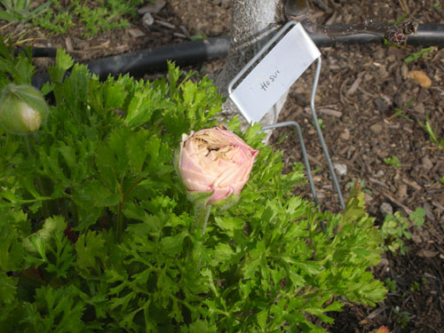 Ranunculus bloom