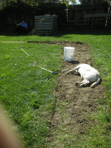 Dog in the path