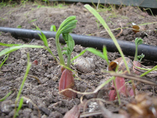 Dicentra specabilis appearing