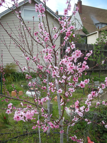 Nectarines in bloom