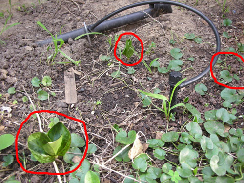 Trillium appearing