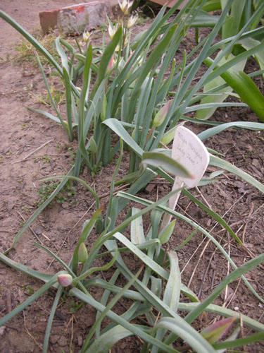 Tulipa clusiana Lady Jane