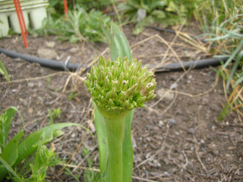 Allium shubertii opening