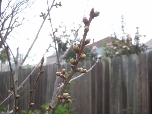 Cherry blossoms