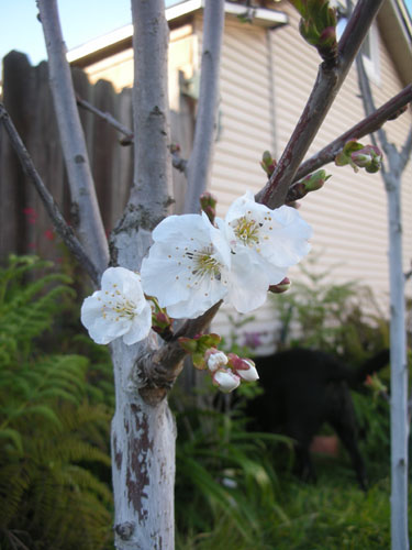 Sweet cherry blossoms