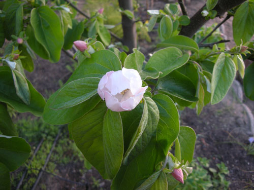 Quince flowers