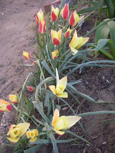 Clusiana tulips