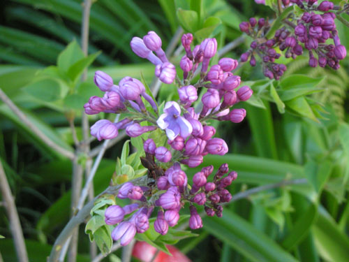 Lilac blossoms