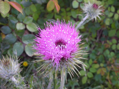 Cobweb thistle