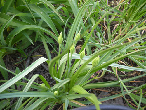 Soon we will have lots of allium flowers