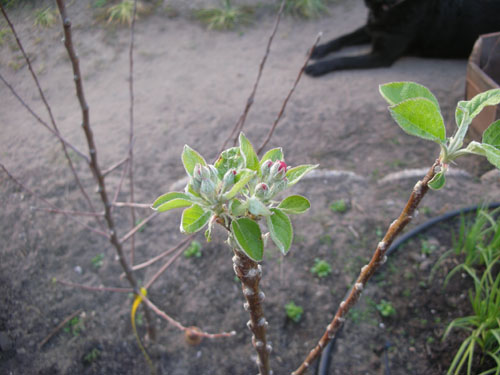 The new apples seem to think blooming would be a good idea