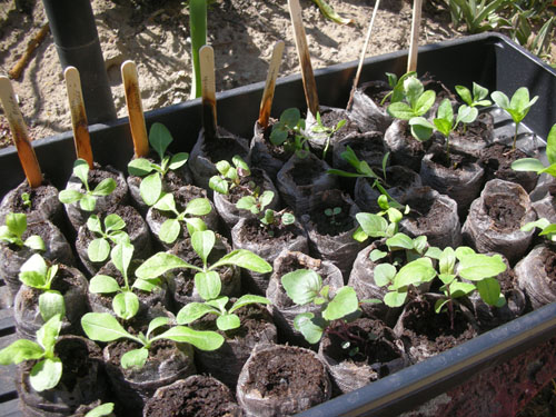 Hardening off seedlings