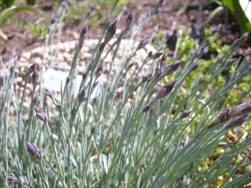 Dianthus Firewitch buds