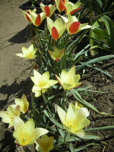 Lady Jane tulips
