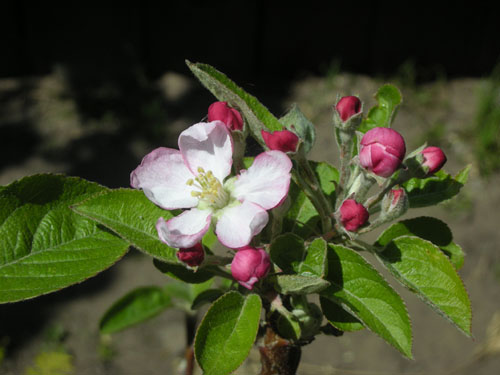 Apple blossom on Summer Rambo