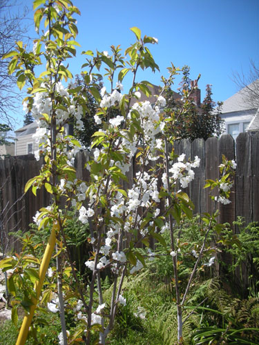 Sweet cherries in bloom