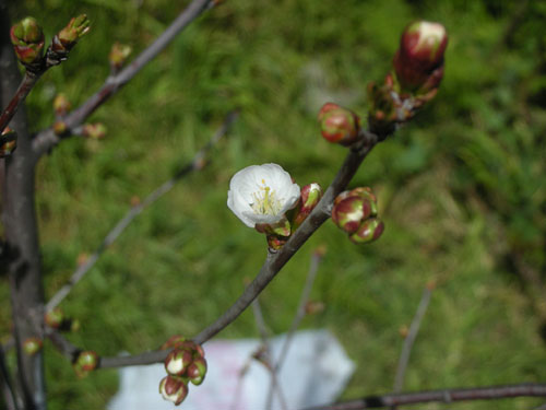 Montmorency cherry in bloom