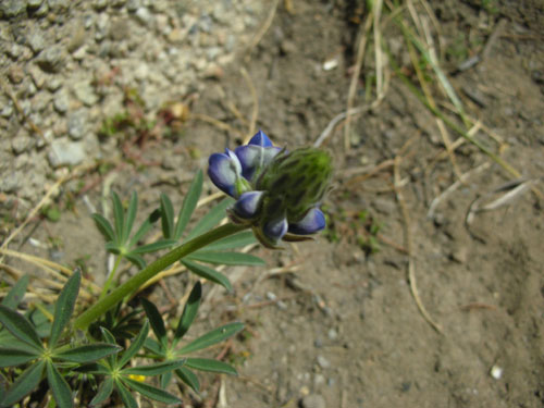 The first lupine of spring