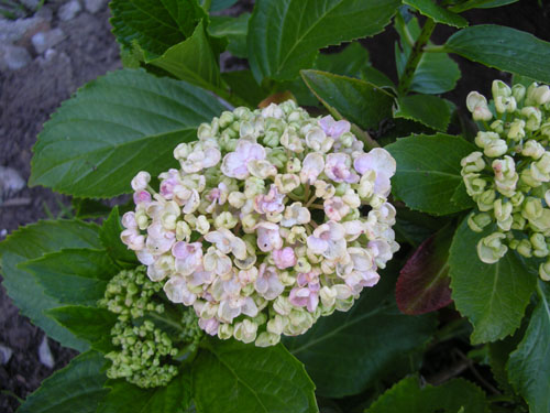 Hydrangeas like water