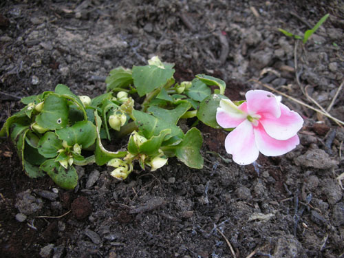 Impatiens