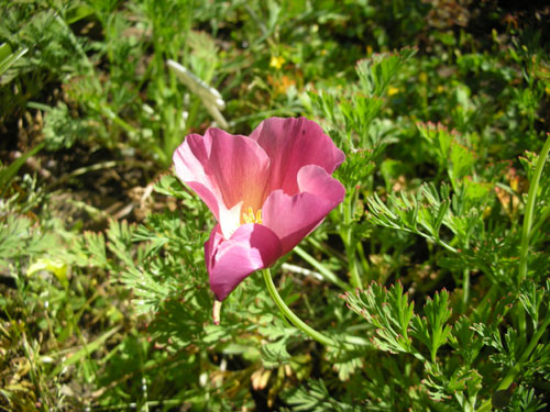 Many varieties of California poppy