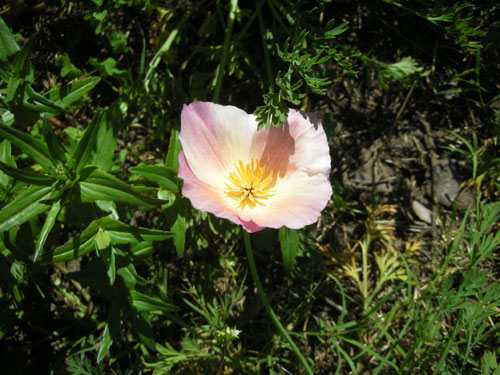 Another California poppy