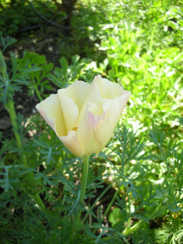 White California poppy this time