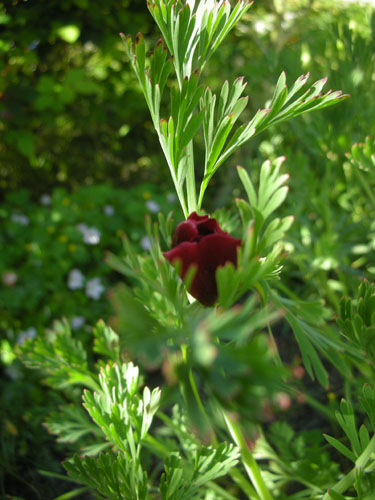 Maybe a dark red California poppy?