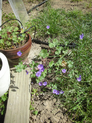 Geranium Bill Wallis spreading