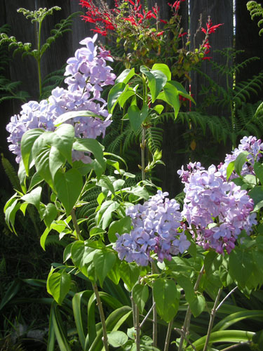 Lilac in bloom