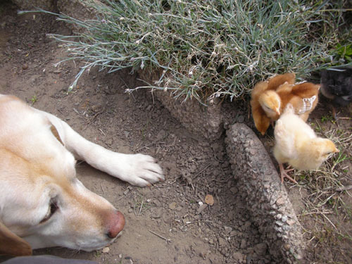 Goldie watches Chicken Exercise Hour