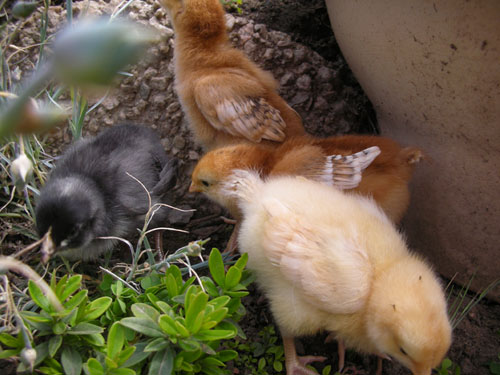 All four chicks in the corner