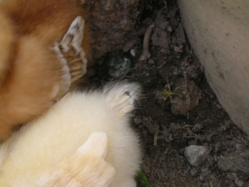 Carole is getting tail feathers