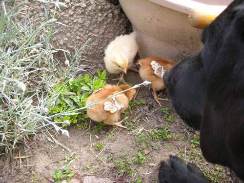 Rosie watches chicks