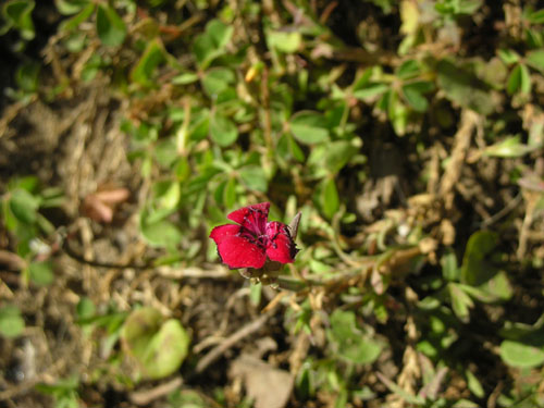 Dianthus deltoides